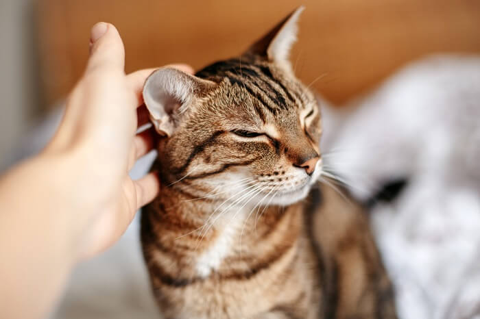 entendendo os sentidos do seu gato