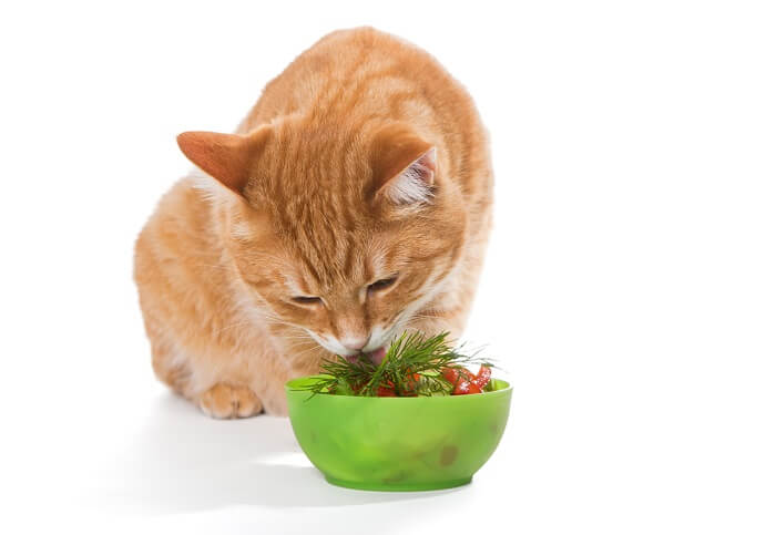 Gato comendo salada