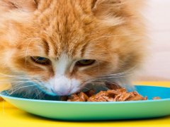 cat eating wet food