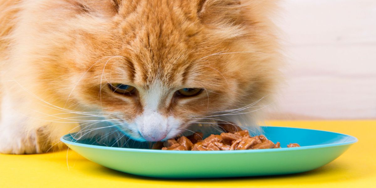 gato comendo comida molhada