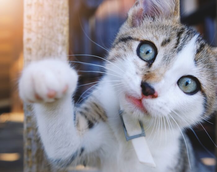 Tabby branco e marrom estendendo a pata em direção à câmera