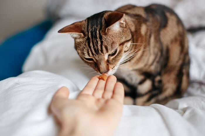 Pessoa passando uma guloseima para um gato