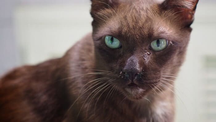 Colagem de imagens ilustrando várias causas potenciais de olhos lacrimejantes em gatos, incluindo alergias, infecções e irritantes.