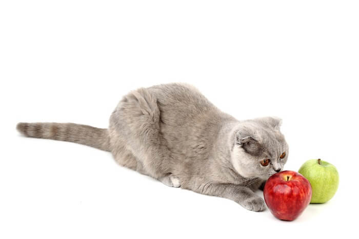 Gato cativante com uma maçã, criando uma cena adorável