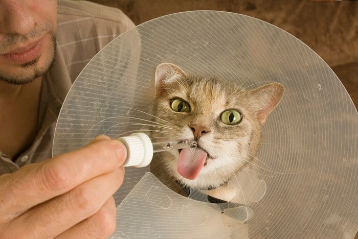 Um gato com um cone na cabeça.