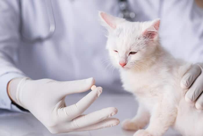 Um gatinho branco está recebendo um comprimido de um veterinário.