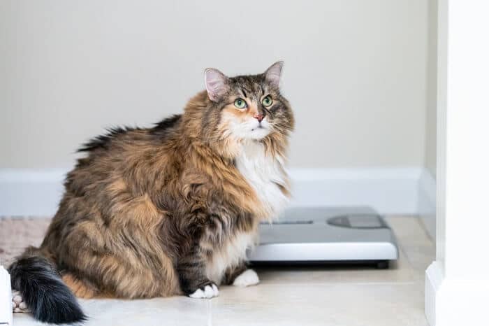 Gato com excesso de peso ao lado de uma balança