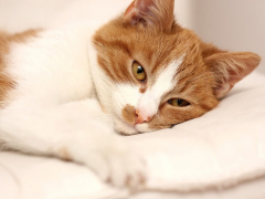 Gato laranja e branco deitado sobre um travesseiro branco; imagem em destaque de salmonela em gatos