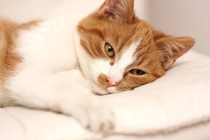 Gato laranja e branco deitado sobre um travesseiro branco; imagem em destaque de salmonela em gatos