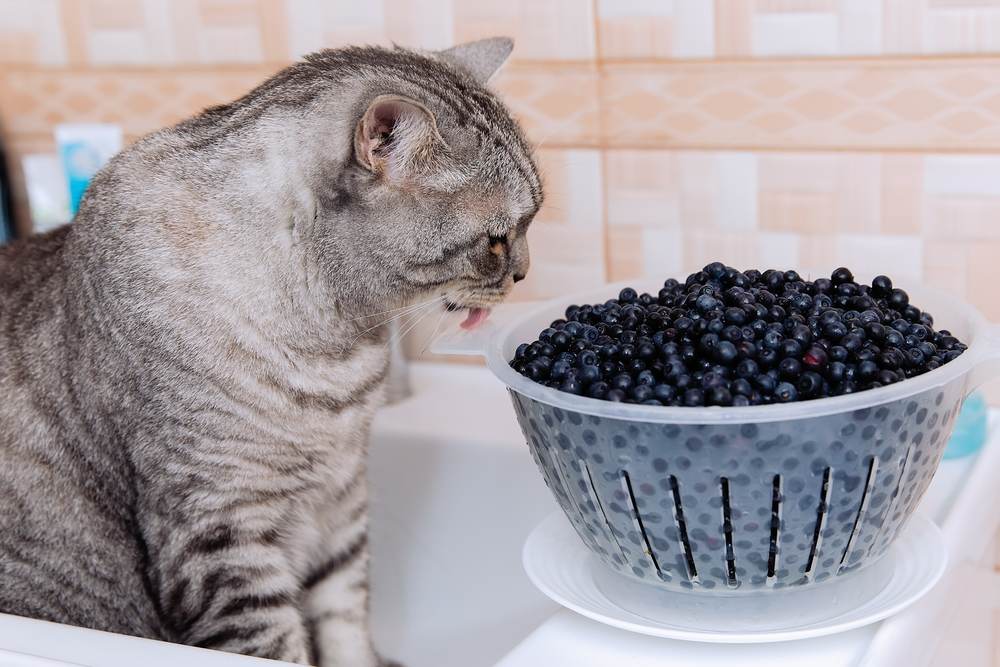 Gato olhando mirtilos em uma tigela, intrigado