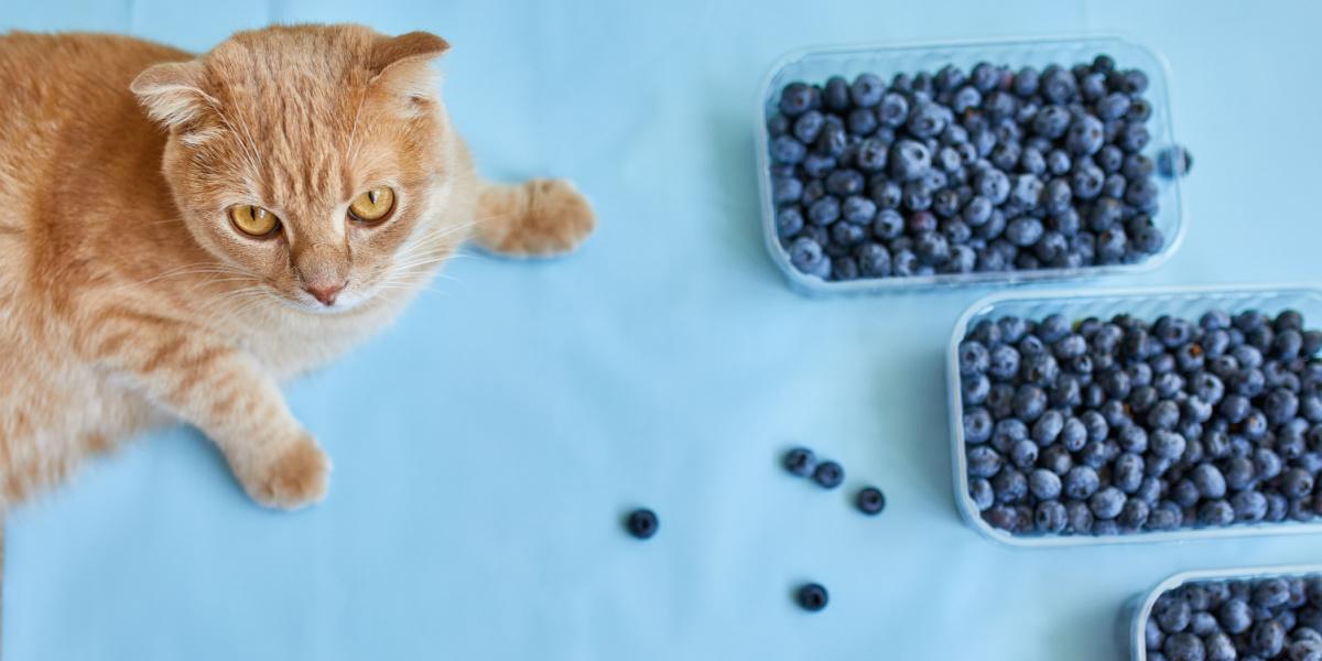 Gato sentado perto de uma tigela de mirtilos, demonstrando curiosidade