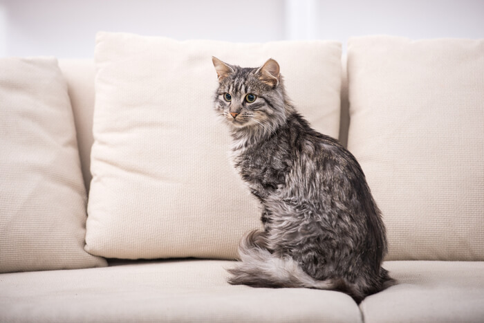 Gato sentado no sofá com o rabo enrolado nas patas