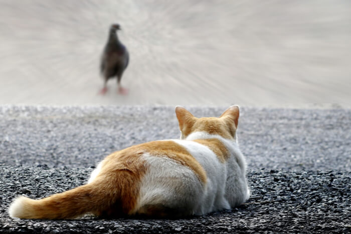 Cena intensa de um gato perseguindo furtivamente um pássaro, exibindo seus instintos inatos de caça e foco.