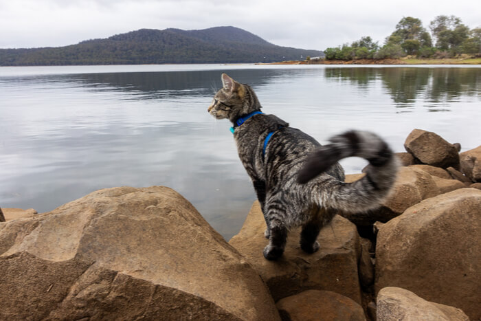 Uma imagem que captura a curiosidade lúdica de um gato.