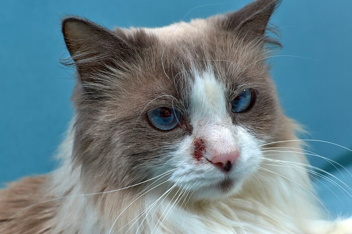 Dermatite em gatos, uma doença de pele comum, destacando a importância da saúde da pele no cuidado dos felinos.