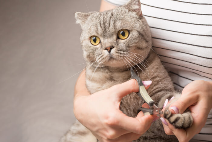 Corte de unhas de gato