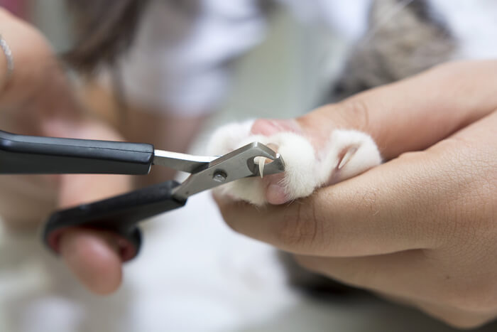 Guia visual passo a passo sobre como aparar as unhas de um gato, oferecendo instruções claras para cuidar das unhas de forma segura e eficaz.