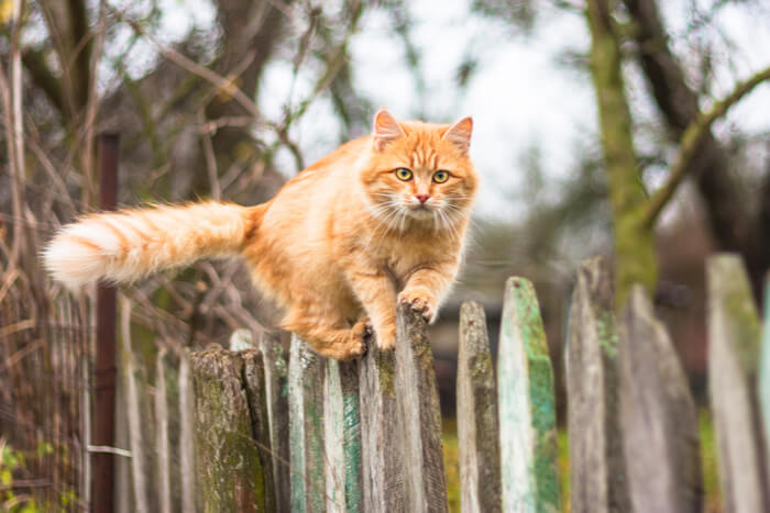 Gato laranja subindo em cerca