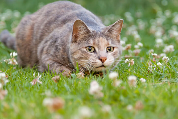 Gato atacando lá fora