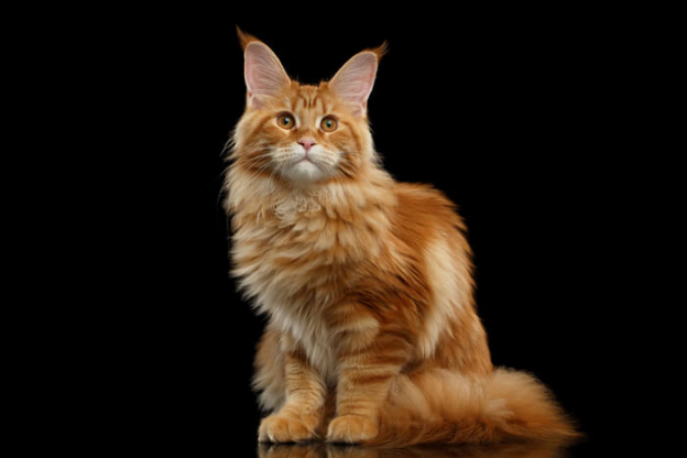 7 Raças de Gatos Garfield Pelas Quais Vale a Pena Ronronar - Cats.com
