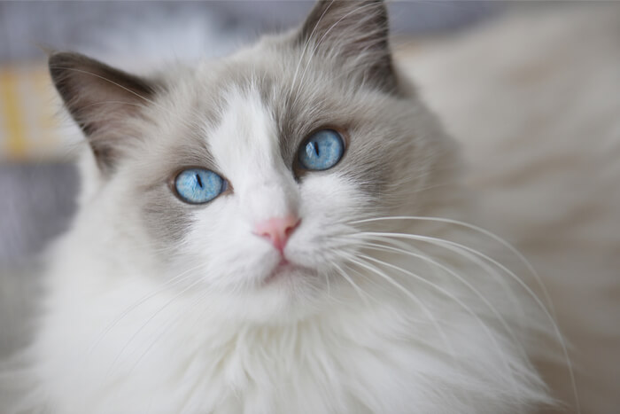 Gato Ragdoll, uma raça de gato amigável