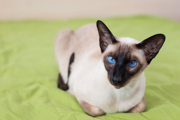 Imagem de um gato siamês, conhecido por seu corpo elegante, pontos coloridos marcantes e olhos azuis amendoados, em uma pose cativante e majestosa.