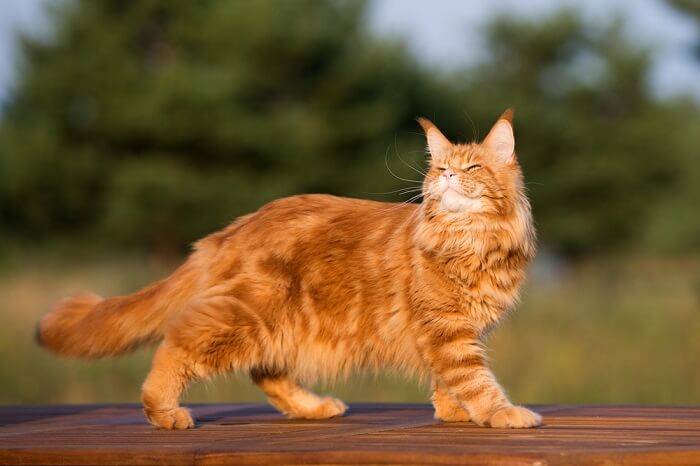 Gato Maine Coon caminhando ao ar livre