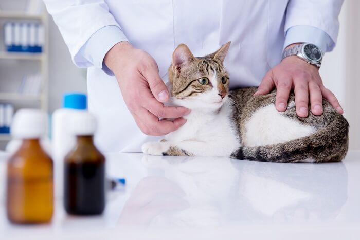 Interação positiva entre um gato e um veterinário, demonstrando a importância das visitas veterinárias regulares e promovendo uma relação de confiança para garantir a saúde e felicidade geral do gato.