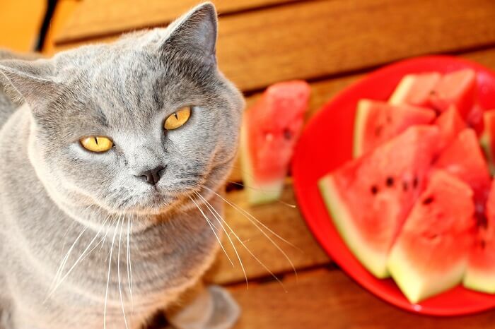 Gato curioso cativado por uma melancia, demonstrando curiosidade e exploração felina.