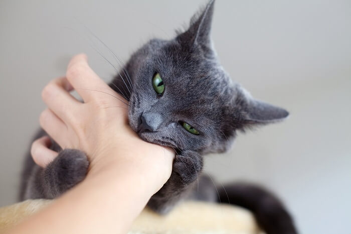 gato engajado em um comportamento lúdico mordaz, mostrando os dentes e interação lúdica.