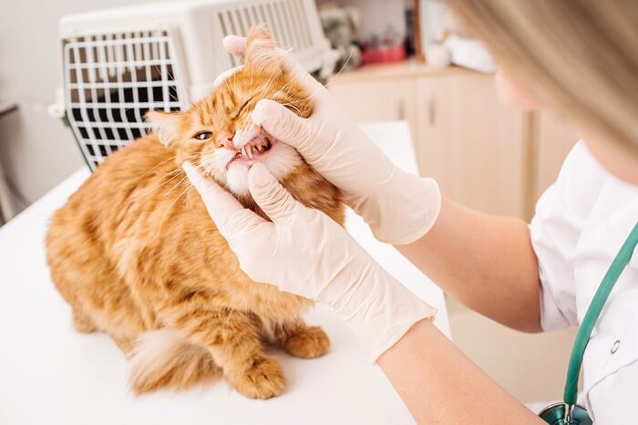 Veterinário inspecionando os dentes de um gato - imagem em destaque de limpeza dentária de gato