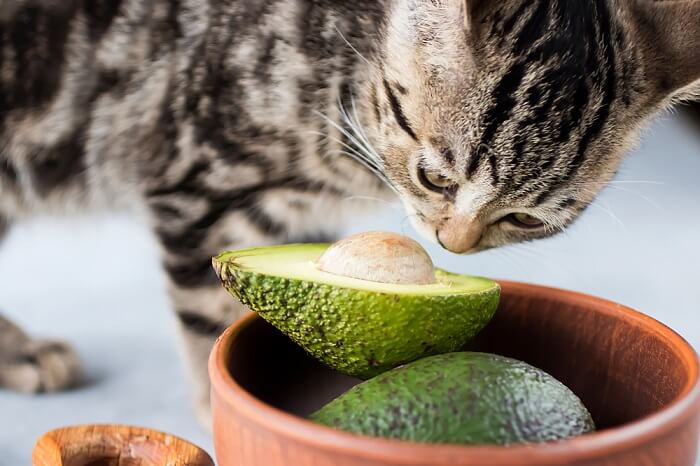 Gato curioso cheirando um abacate