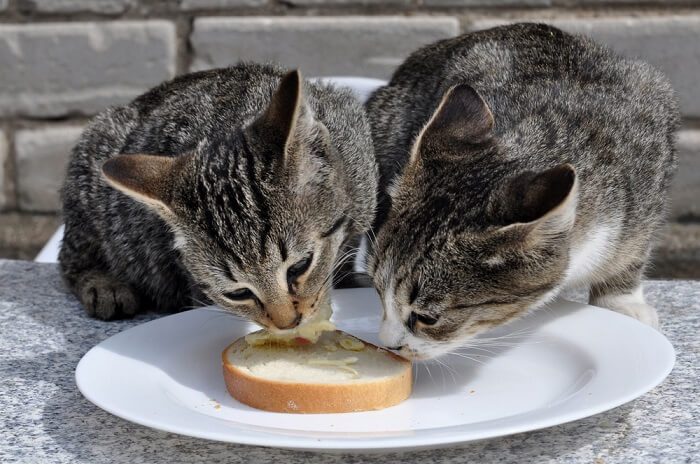 Gato mordiscando um pedaço de pão