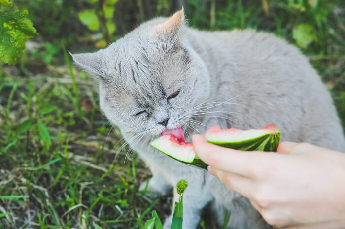 Gato brincalhão saboreando uma melancia de verão.