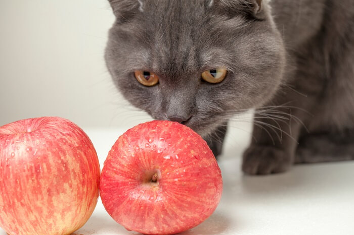 Gato praticando o ato de comer uma maçã