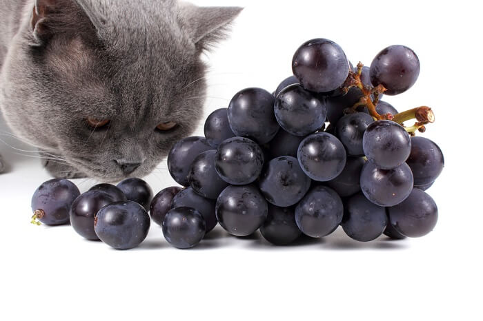 Imagem retratando um gato comendo uva, transmitindo a importância da conscientização sobre a toxicidade da uva