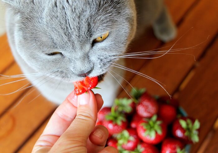 gato comendo morango