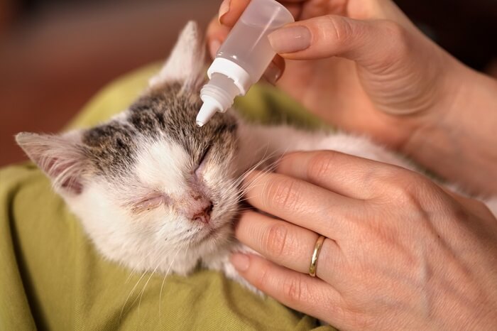 Colocar colírio no olho de um gato