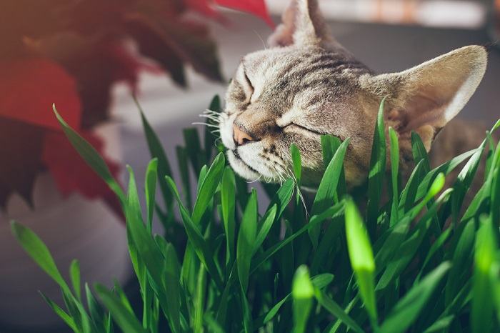 Um close de um gato malhado satisfeito mordiscando um pedaço de grama vibrante para gatos, cercado por folhas verdejantes.