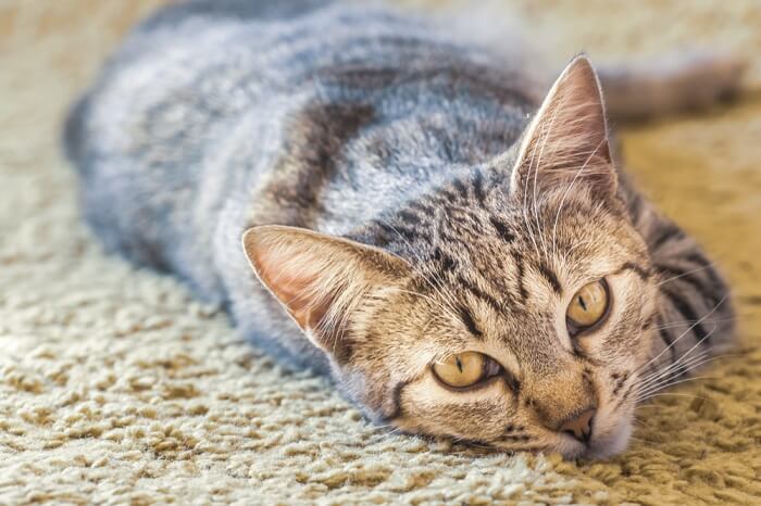 gato olhando enquanto dorme no chão de carpete