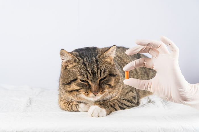 gato recebendo um medicamento