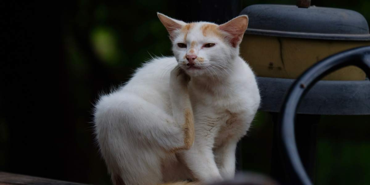 O gato adota um comportamento natural ao arranhar, utilizando suas garras para marcar território e manter a saúde das garras, destacando a importância de fornecer saídas adequadas para esse comportamento instintivo.