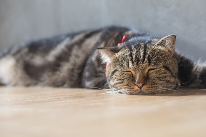 Cansado gato marrom deitado no chão