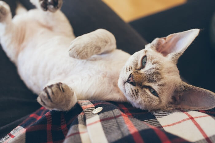 Causas do câncer intestinal em gatos