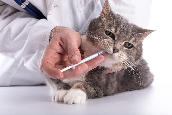 alguns efeitos colaterais da doxiciclina em gatos