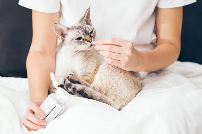 gato recebendo um medicamento