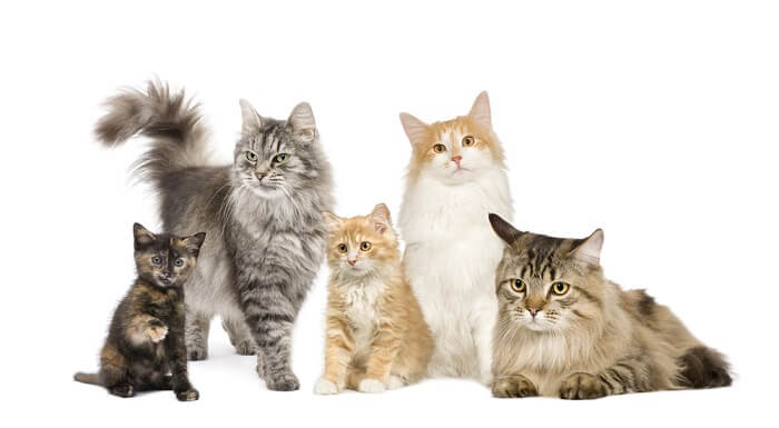 grupo de gatos