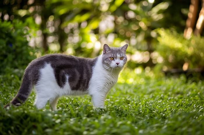 Gato em ambiente verde