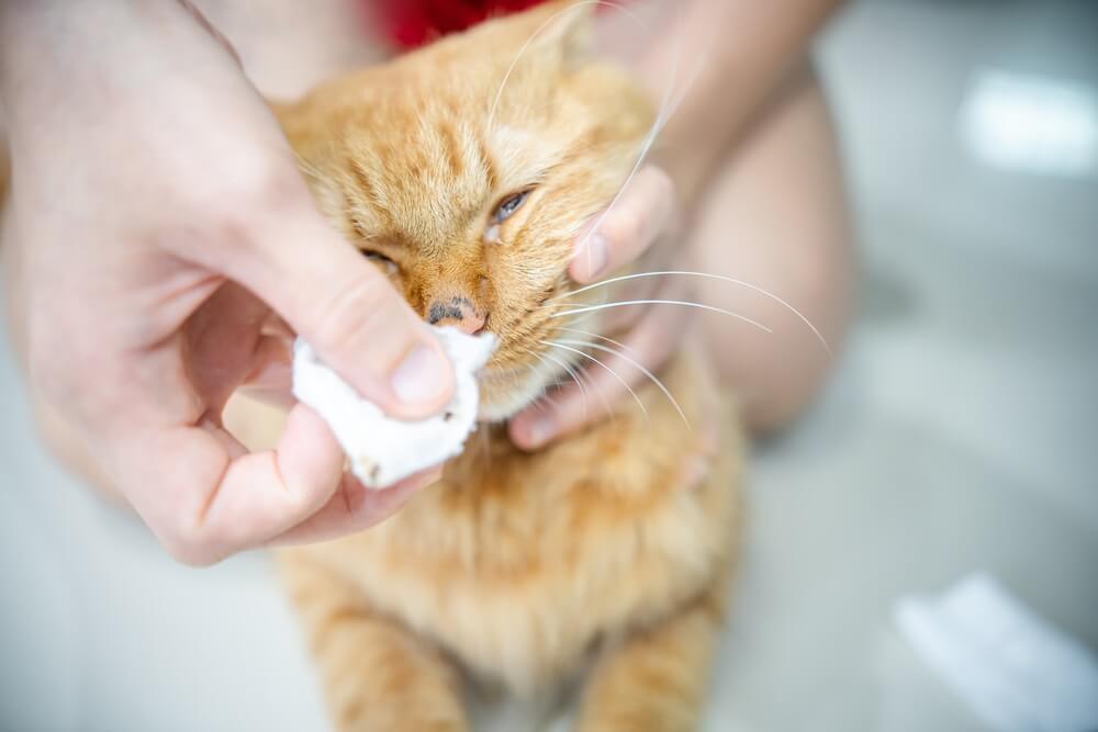 Pessoa limpando o nariz de um gato