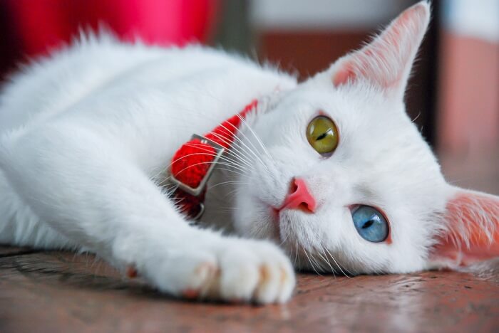 Gato branco com heterocromia